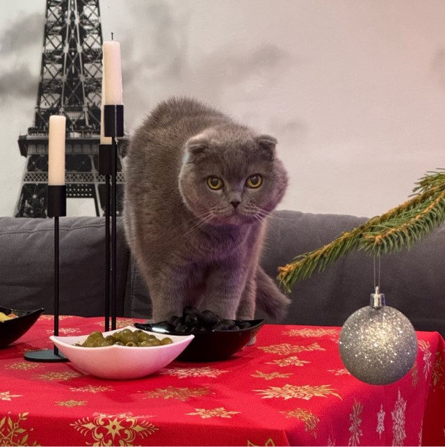 Котовторник!