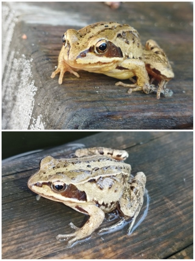 Литболталка