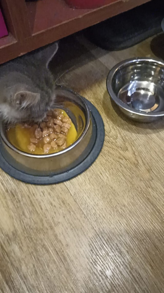 К завершению КотоВторника