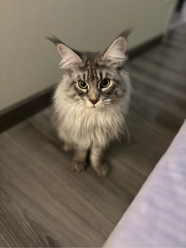 К котовторнику)