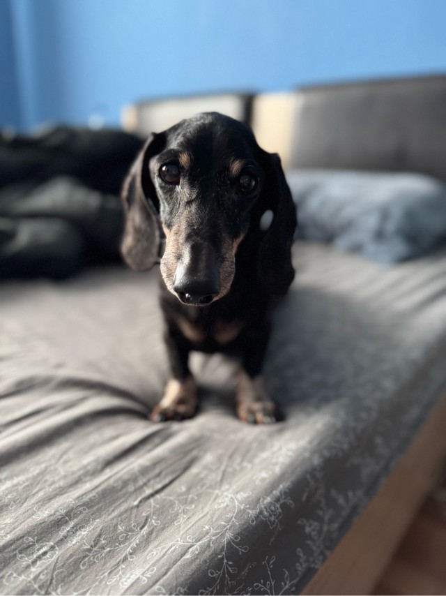 Собакочетверг!