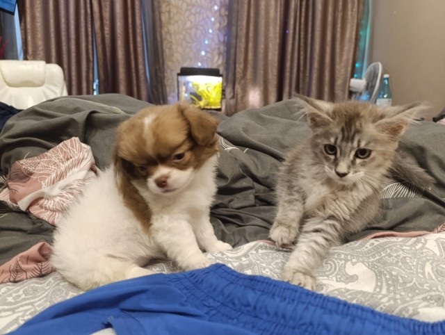 Котособаковторник