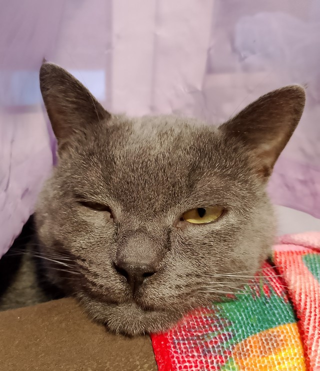 Мой кот