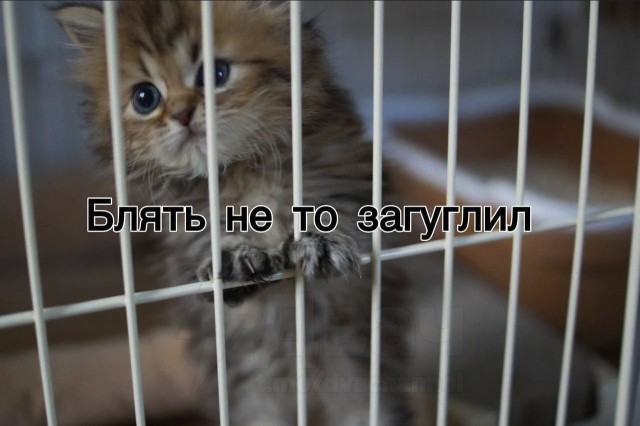 15 суток ареста получил москвич за логотип Instagram* на своём сайте