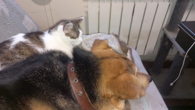 Котопесовторник