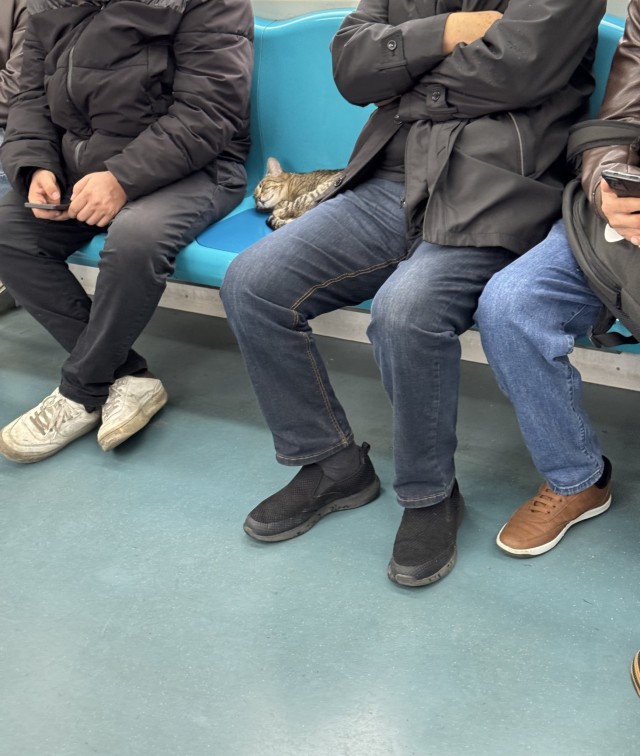 Кошки в общественном транспорте в Турции