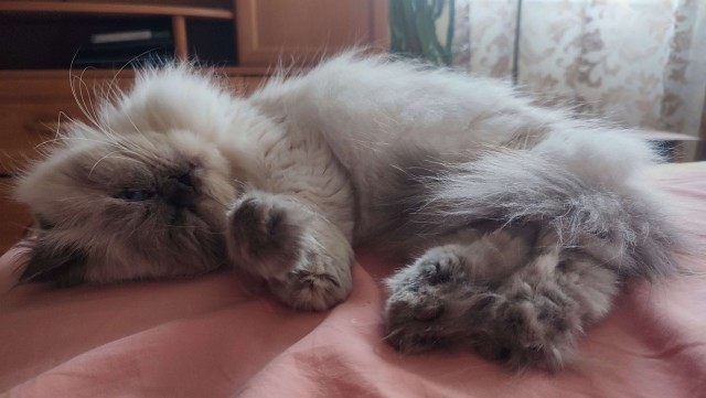 Уставший малыш (котовторник)