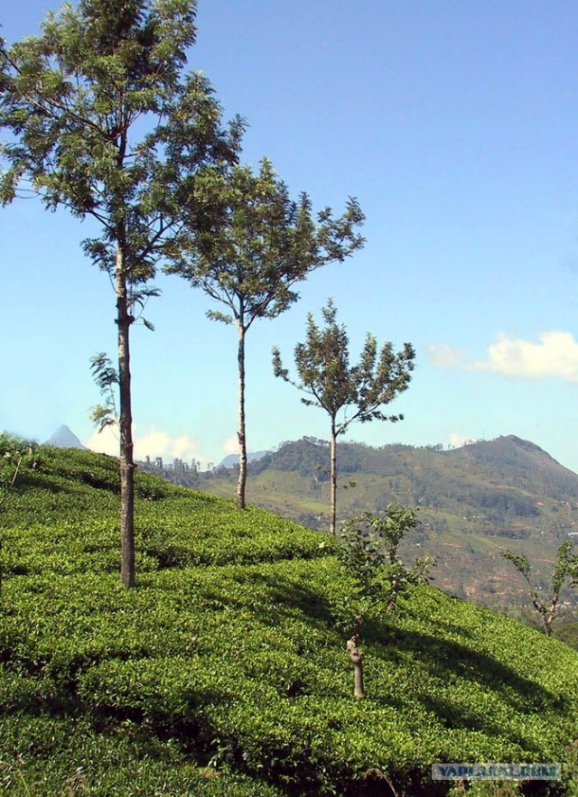Чайные плантации Цейлона