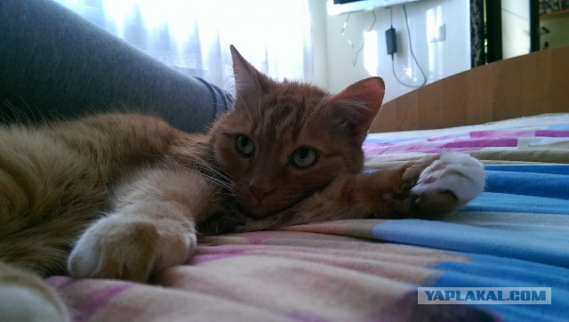 Котовторник  28.01.14