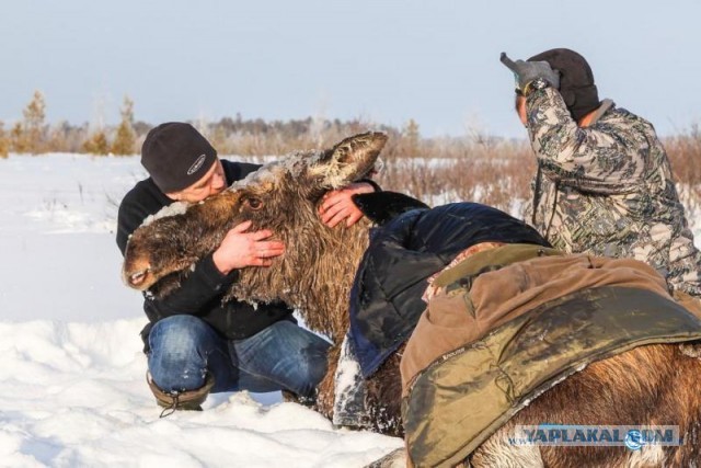 Югорская лосиха