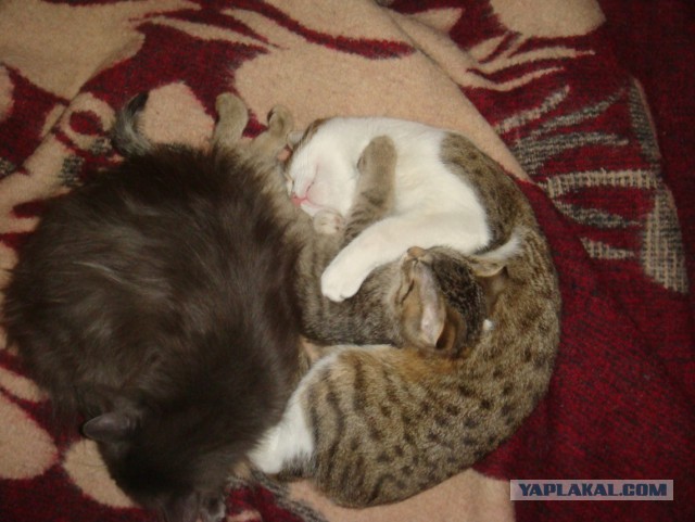 Котовторник 22.07.14