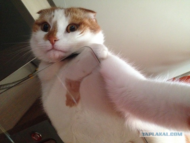 Котовторник 22.07.14
