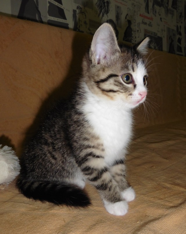 Котовторник 2.12.14