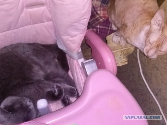 Котовторник