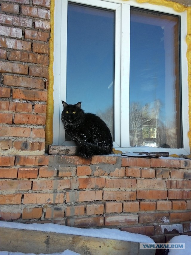 Котовторник