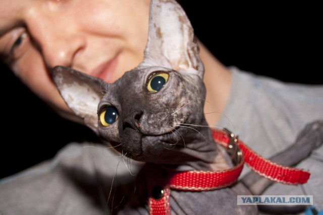Кот. Просто кот