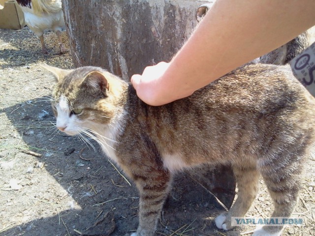 Котовторник 16.06.2015., Котовторник наступил!