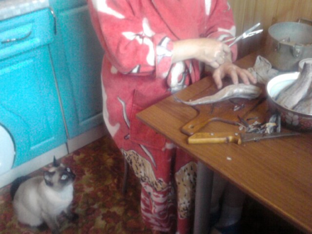 Котовторник