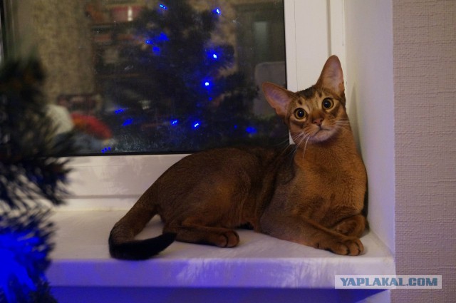 Котооо-о-о-вторник