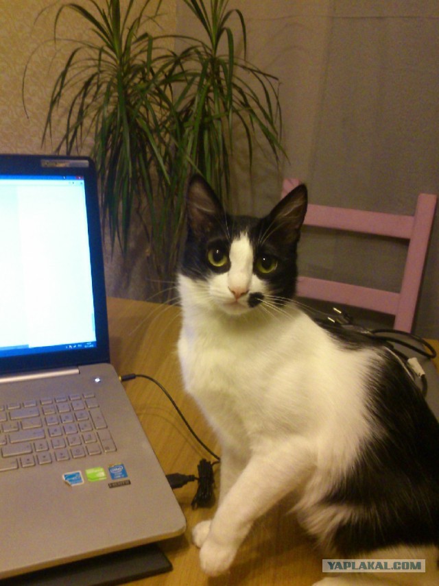 Котовторник 02.02.2016