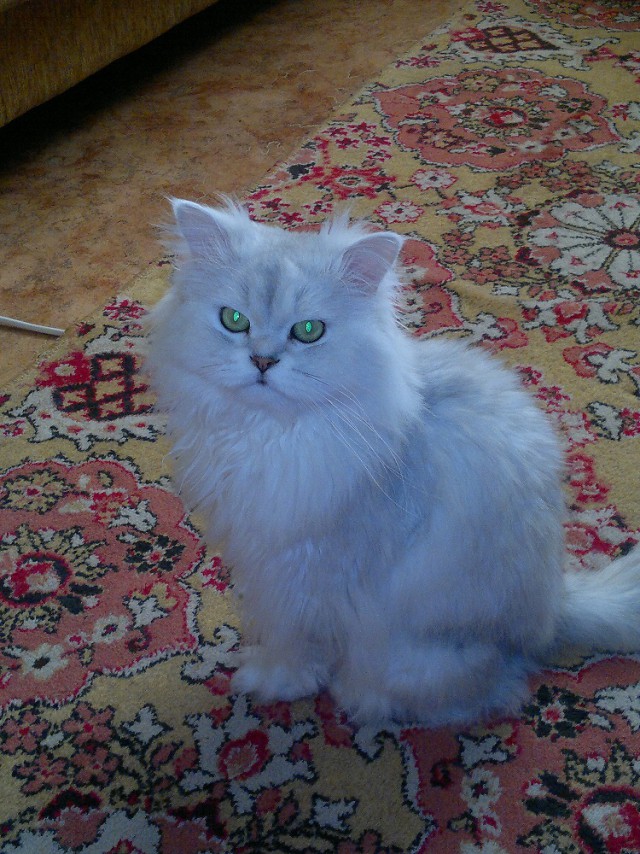 Котовторник 16.02.16