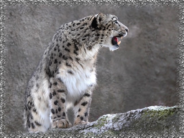 ДИКИЕ КОШКИ