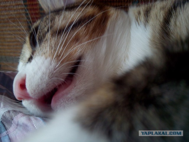 Котовторник 03.05.2016