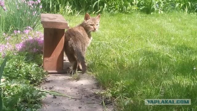 Котовторник 17.05.2016
