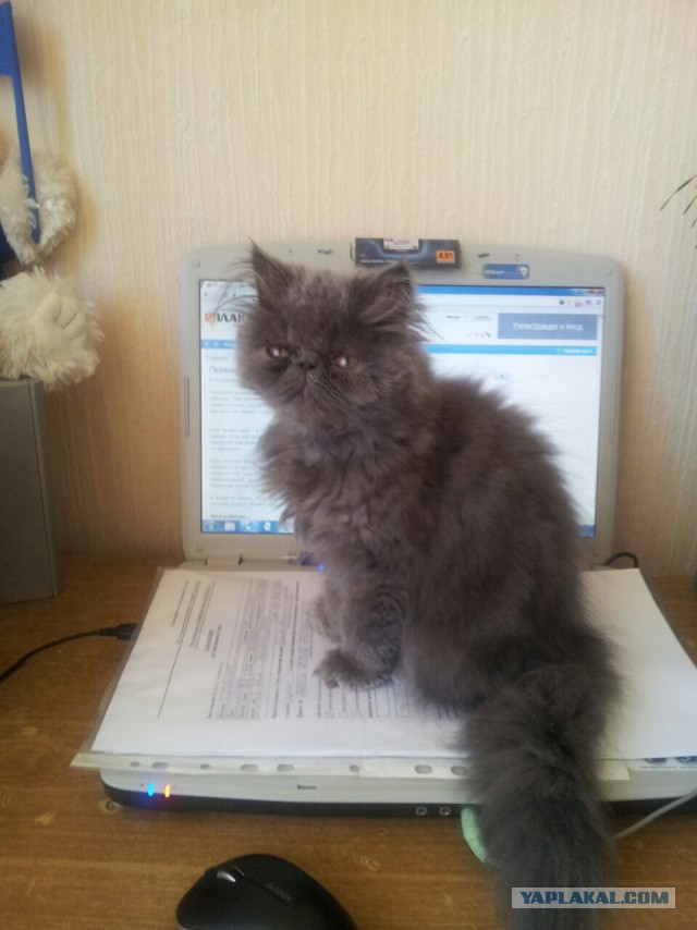Котовторник 07.06.2016