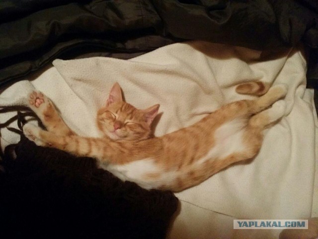 Кошачьи сны