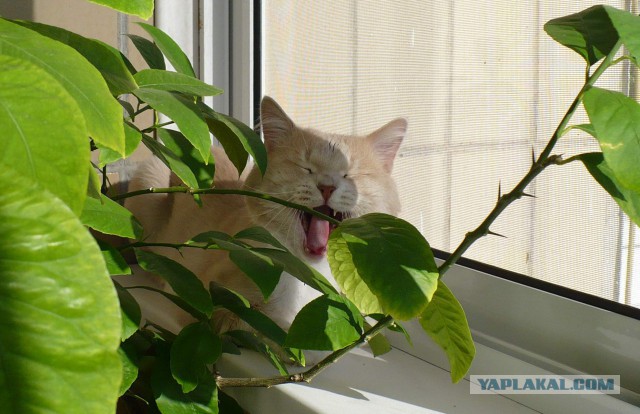 Мой зевающий кот