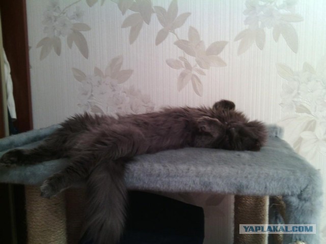 Домик для кота