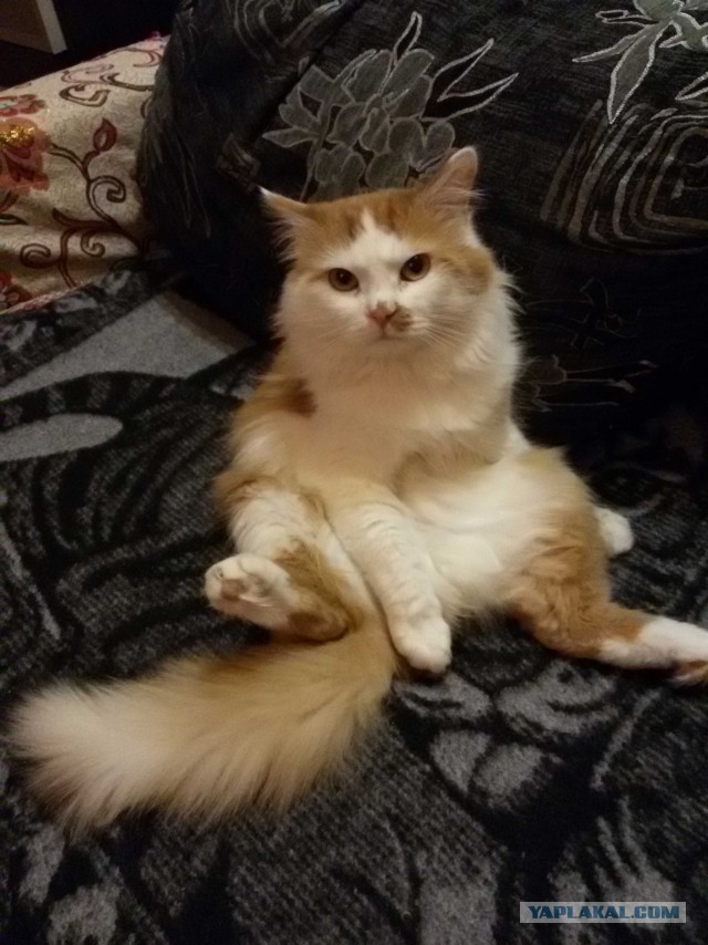 Котовтоник 29.11.2016.