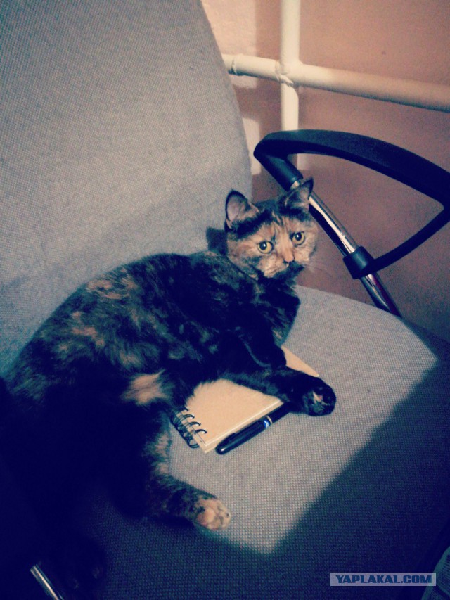 Котовторник 30.05.2017
