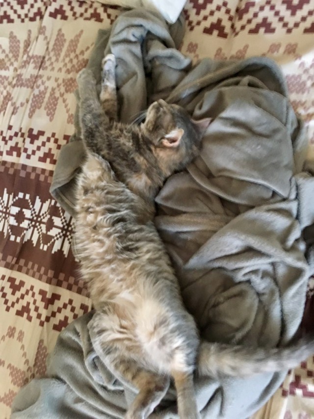 Котовторник 03.10.17.