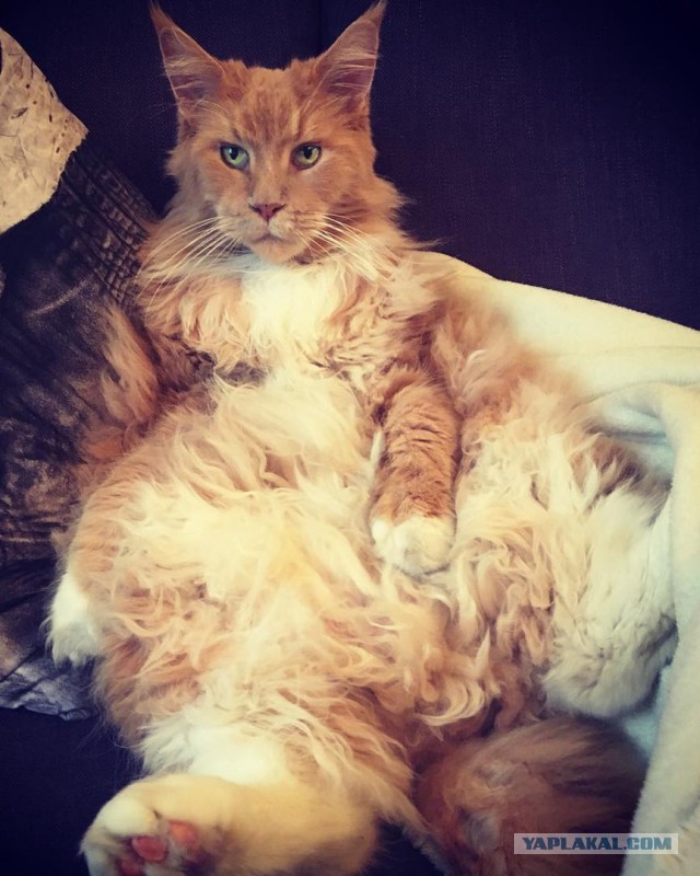 Котовторник