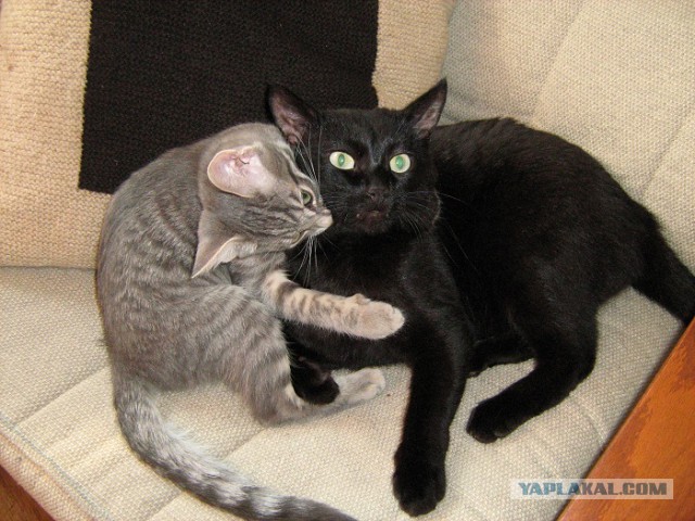Когда повезло с котом.