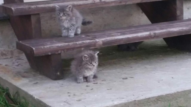 Коты и Кошки