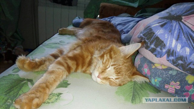 Котовторник  05.12.2017