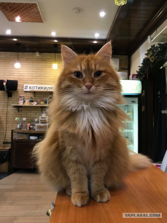 Котовторник!