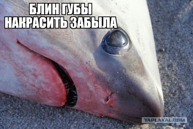 В США уже начали замерзать акулы