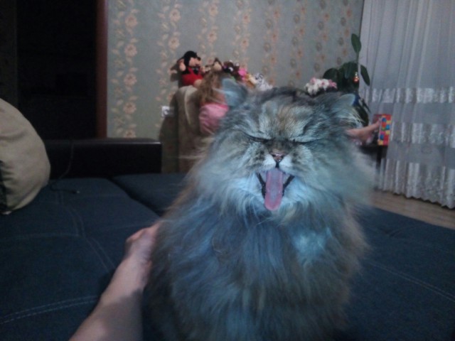 Фотобомбы котов