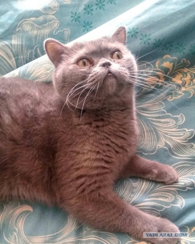 Котовторник ждали? А вот и он!