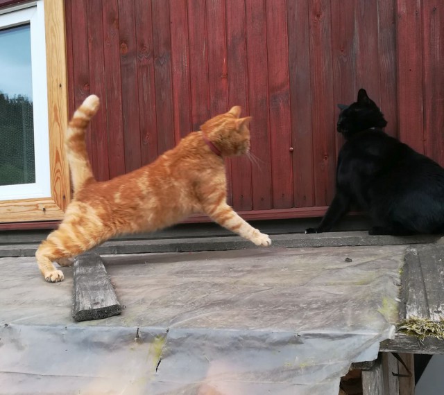 Котовторник 19.06.2018