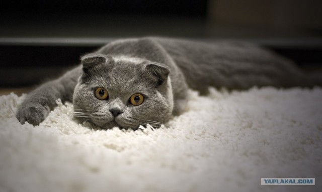 Котовторник  на  ЯПлакалъ