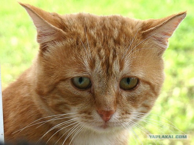 Котовторник (13.01)