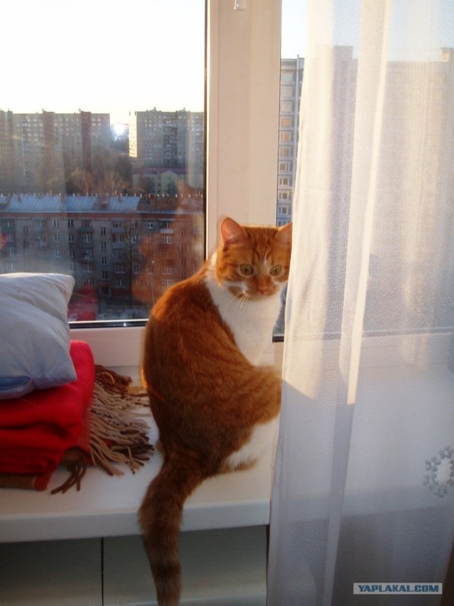Ура, котовторник!