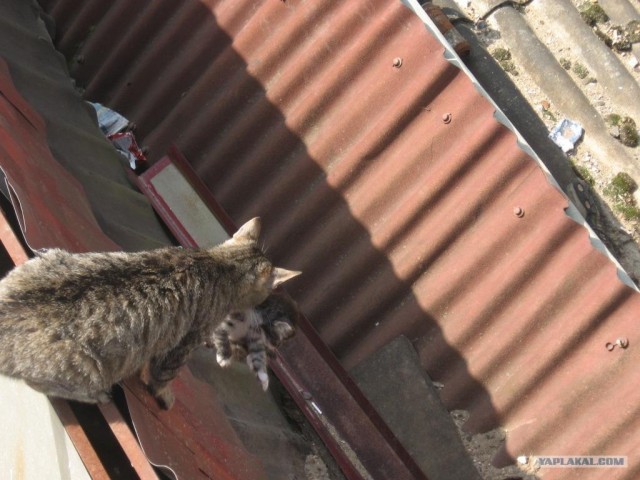 Кошка с котенком (5 фото + видео)