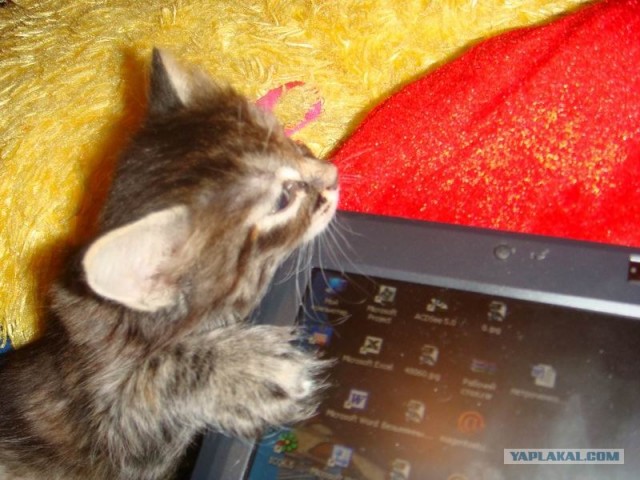 Кот Кузя