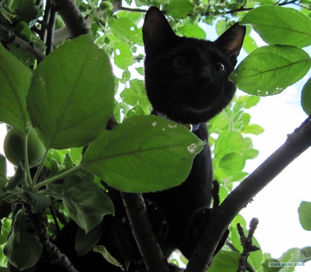 Котовторник, для любителей кошек